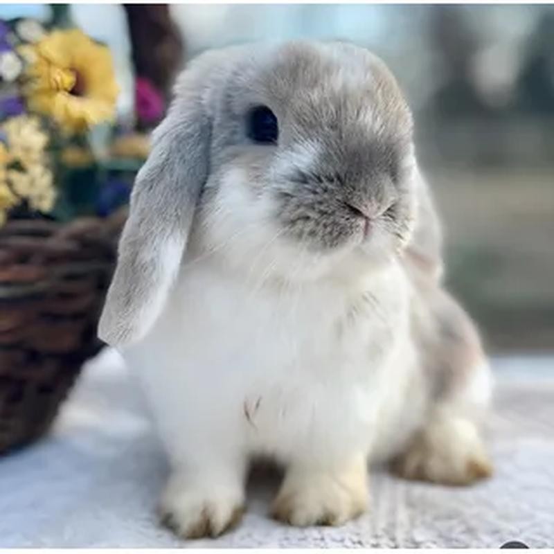 Conejo Holland Lop