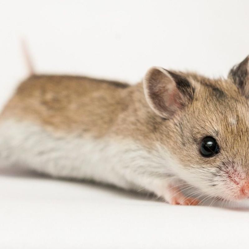 Hamster Chinesis