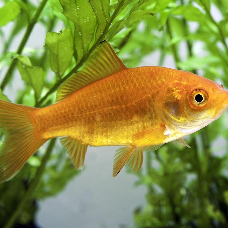 Pez Carassius N 5