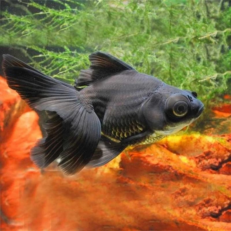 Pez Carassius N 8