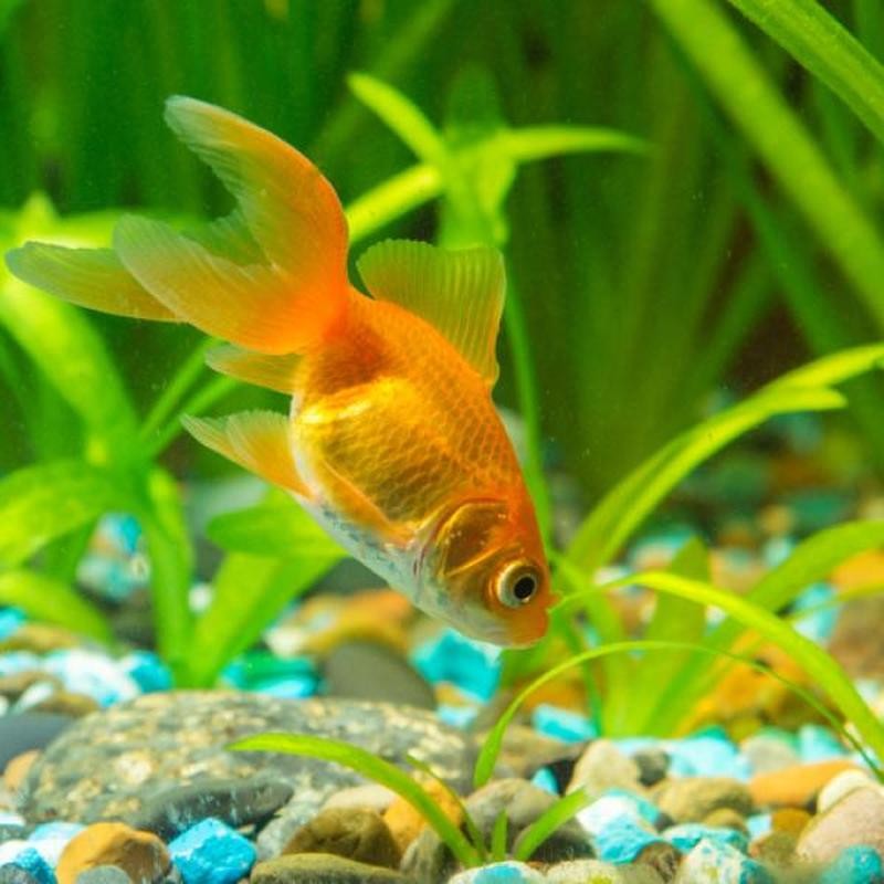 Pez Carassius N 9