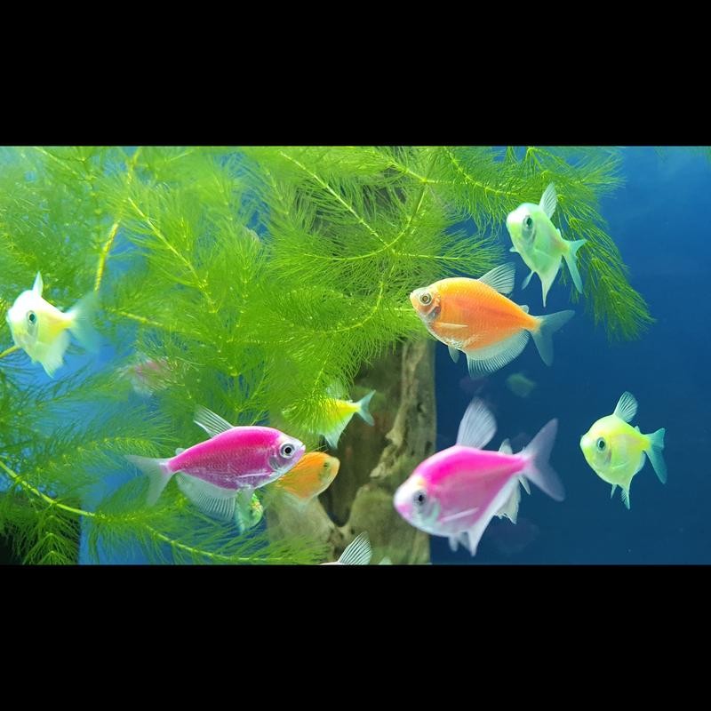 Pez Tropical Monjitas