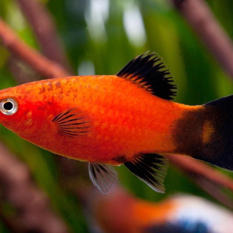 Pez Tropical Platy