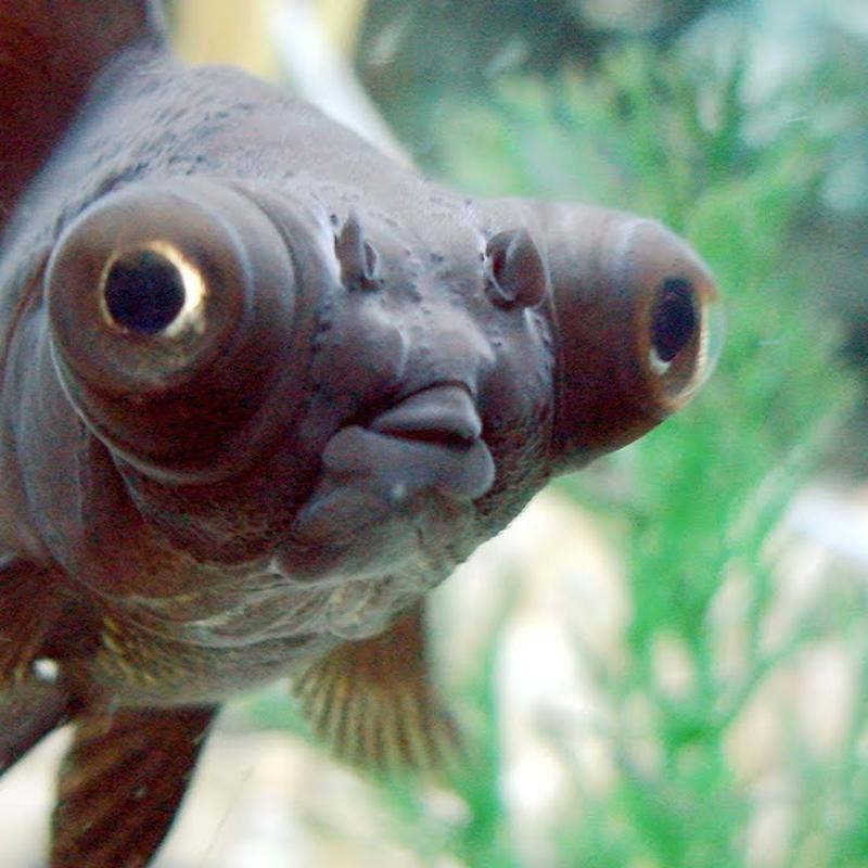 Pez Carassius Telescopico