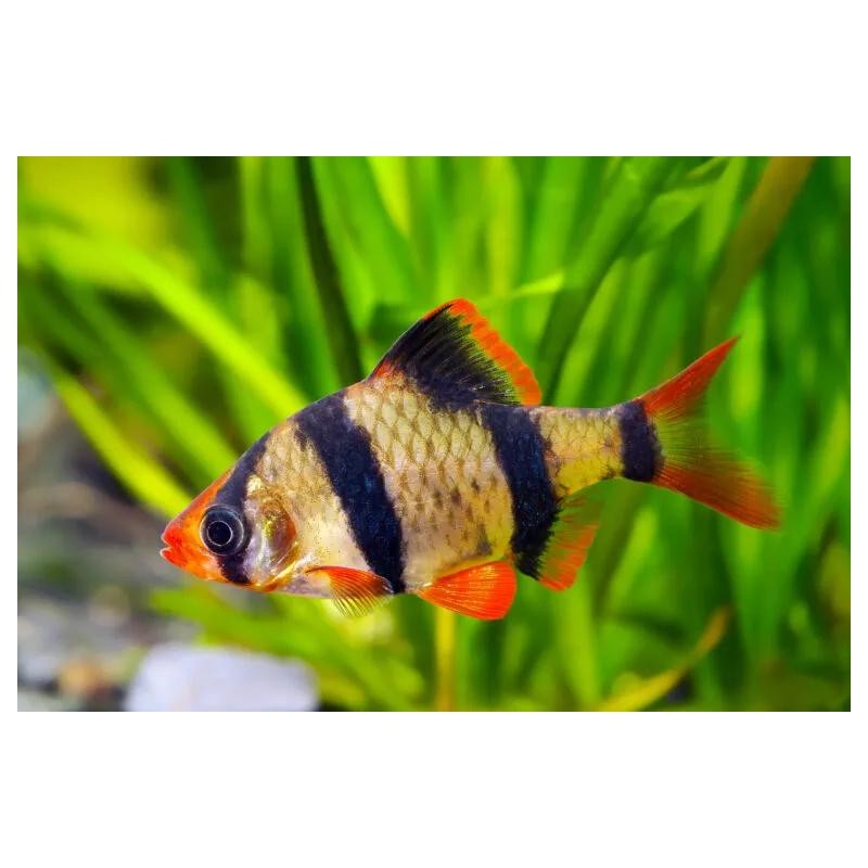 Pez Tropical Barbo Tigre