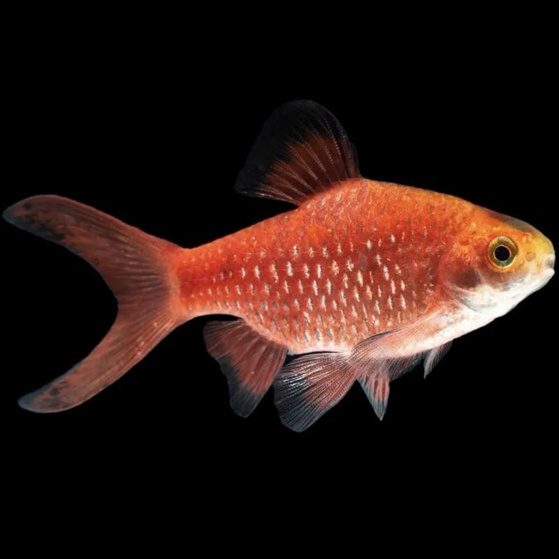 Pez Tropical Barbo Rojo